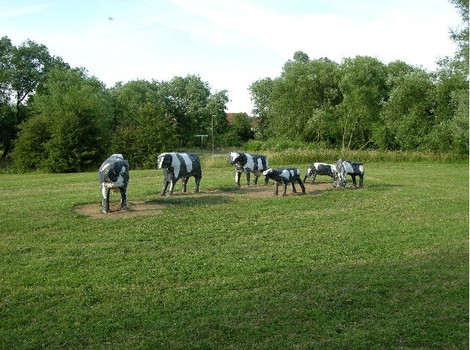 Cows