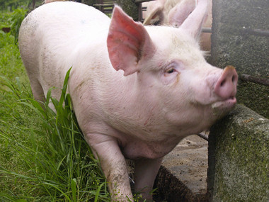 Pig_2